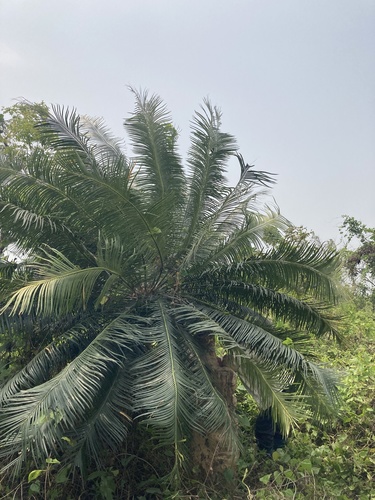 Cycas pectinata, photograph 3