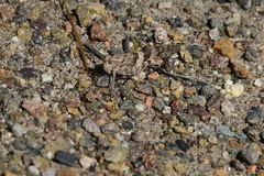Acrididae