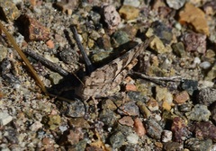 Acrididae
