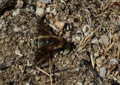 Villini