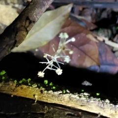 Sciaphila albescens