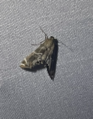 Petrophila jaliscalis