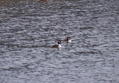 Podiceps cristatus