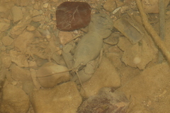 Austropotamobius pallipes