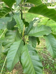 Magnolia espinalii