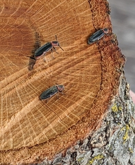 Monophylla terminata