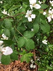 Rubus frondosus