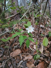 Anemonoides × pittonii