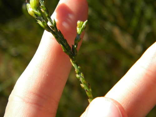 Image of Psoralea aphylla by no rights reserved
