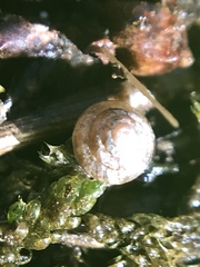 Euconulus