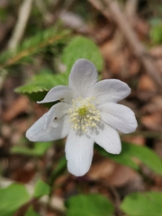 Anemonoides × pittonii