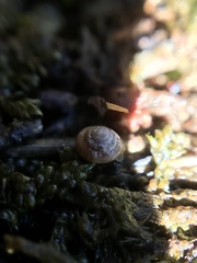 Euconulus