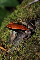 Mantella ebenaui