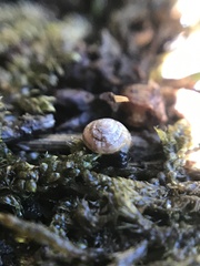 Euconulus