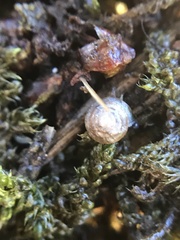 Euconulus