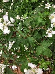 Rubus frondosus