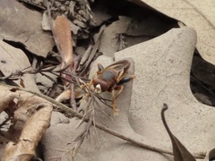 Teuchocnemis bacuntius