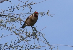 Carduelis carduelis