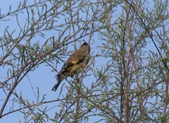 Carduelis carduelis