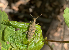 Rhagium mordax