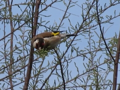 Carduelis carduelis