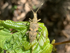 Rhagium mordax