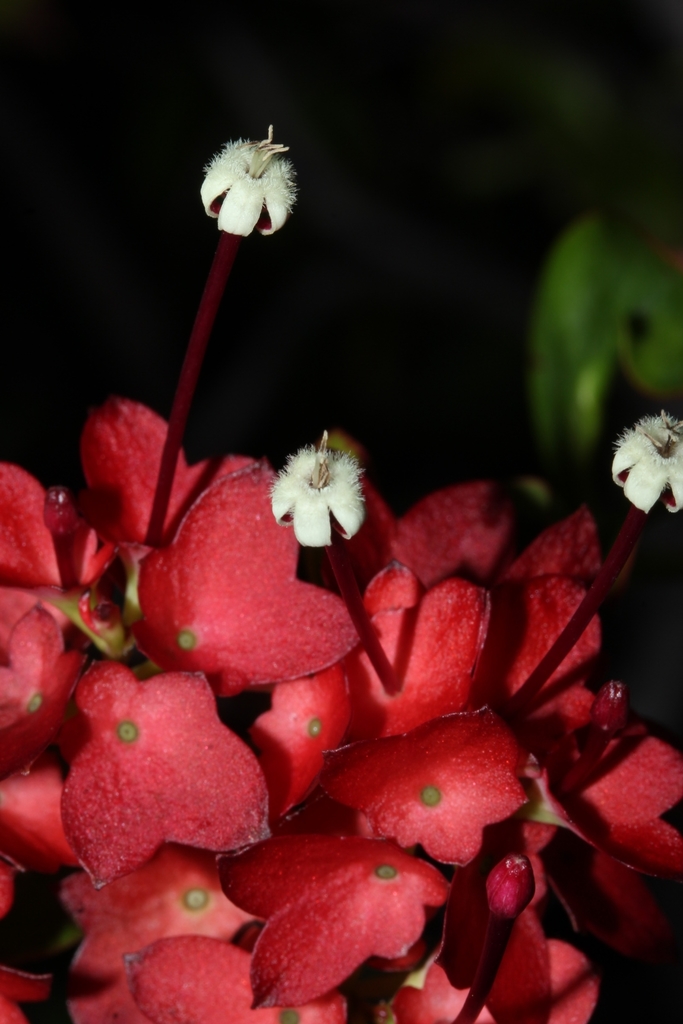 Paracarphalea