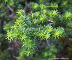 Podocarpus nubigenus