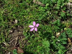 Erodium cicutarium