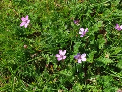 Erodium cicutarium