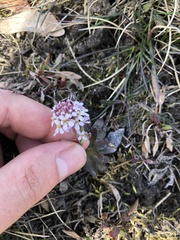 Noccaea caerulescens