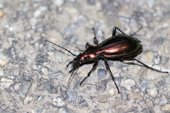 Carabus splendens