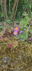 Primula vulgaris rubra