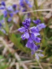 Polygala amara