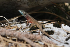 Algyroides nigropunctatus