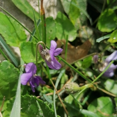 Viola alba cretica