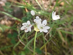 Allium subhirsutum