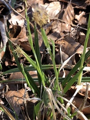 Carex pilosa