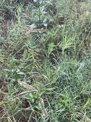 Dactyloctenium giganteum