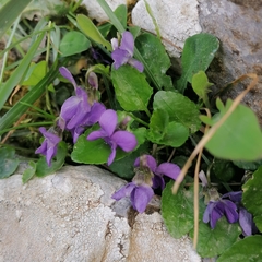 Viola alba cretica