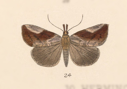Hypena mactatalis