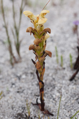 Disa sabulosa