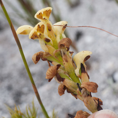 Disa sabulosa