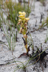 Disa sabulosa