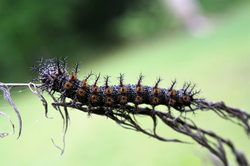Gulf Coast Buck Moth