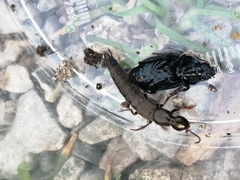 Ocypus aeneocephalus