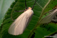 Lepidoptera