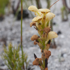 Disa sabulosa