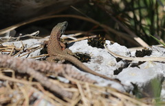 Algyroides nigropunctatus