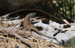 Algyroides nigropunctatus